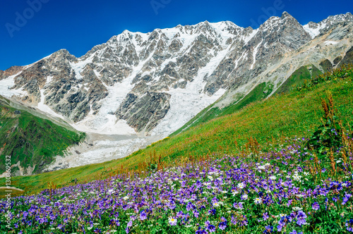 Rocky Caucasus Mountains (Bezengi Wall, Shkhara) landscape with blooming violet flowers in Ushguli, Svaneti, Georgia