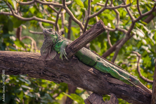 Iguana crawling on a big branch in the park. © Teeranon