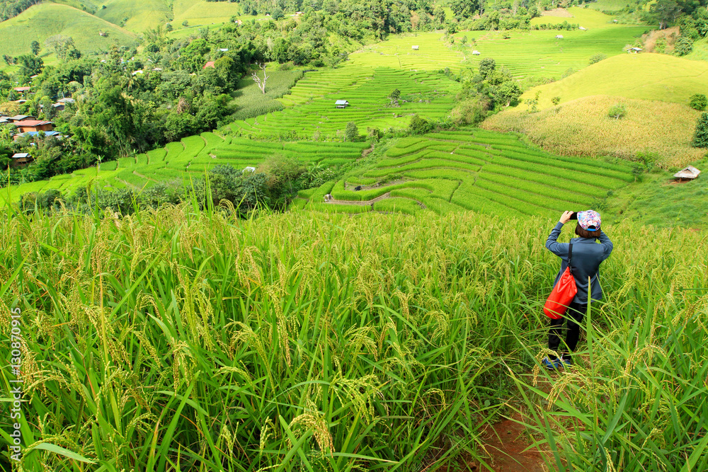 The woman carrying red bag and taking the photo of paddy field by mobile phone