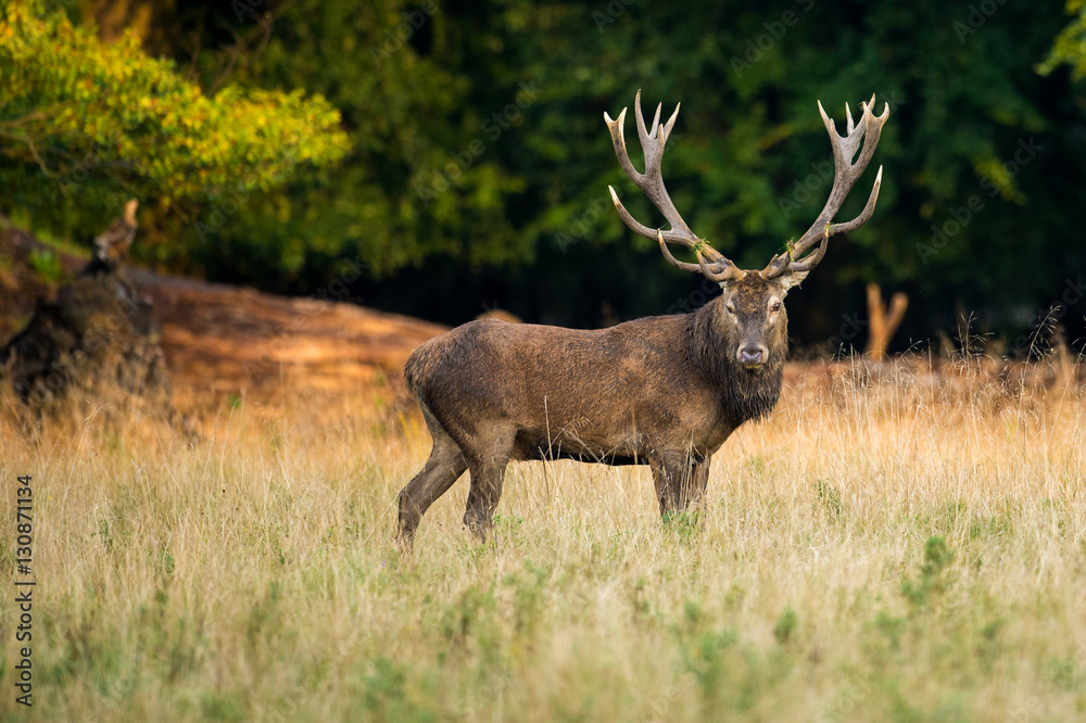 Red Deer standing in Colorful Woodland Red Deer standing in Colorful Woodland