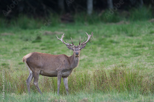 Red Deer standing in a meadow