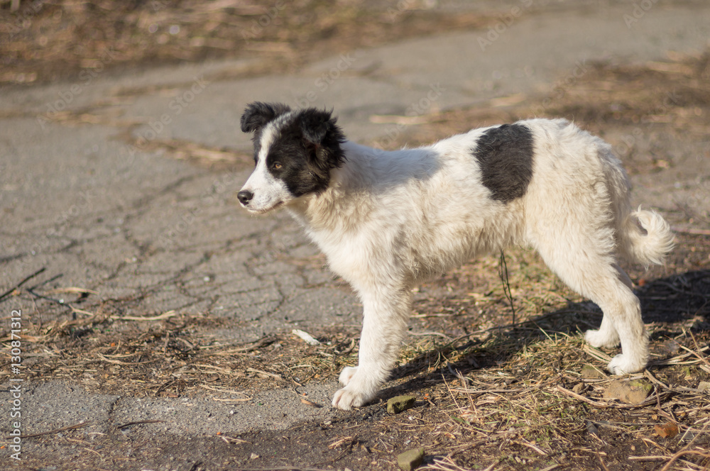 White stray puppy with black spots looking out for mom's returning from hunting White stray puppy with black spots looking out for mom's returning from hunting