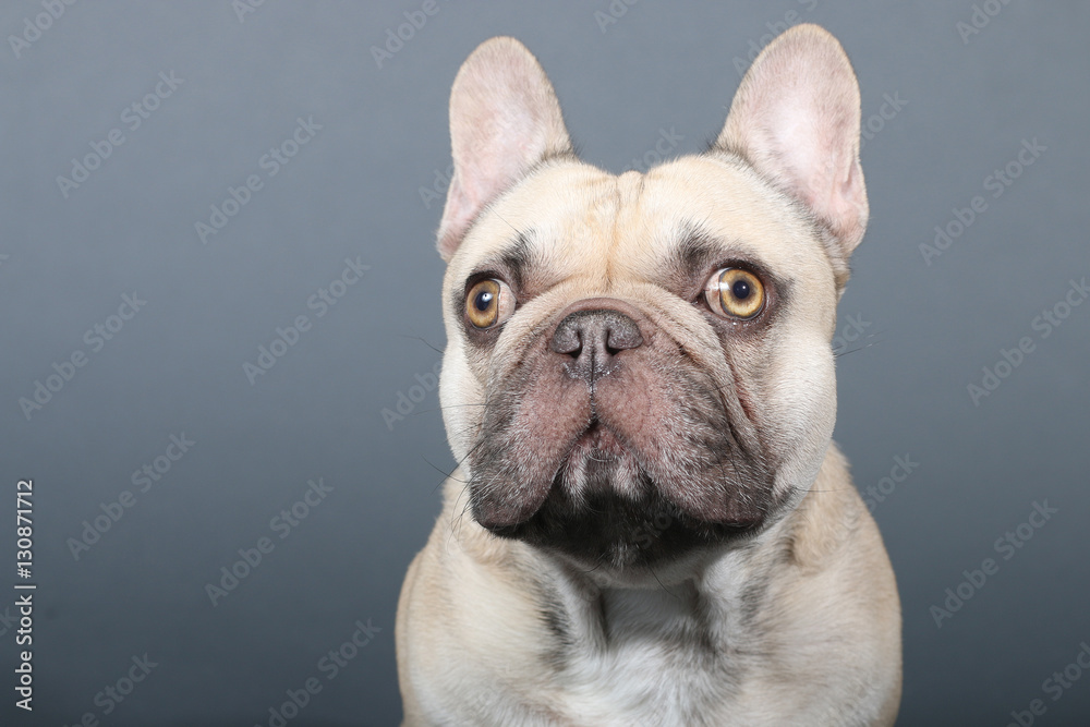 portrait d' un bouledogue français 