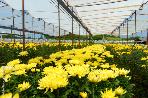 Greenhouse with yellow chrysanthemums