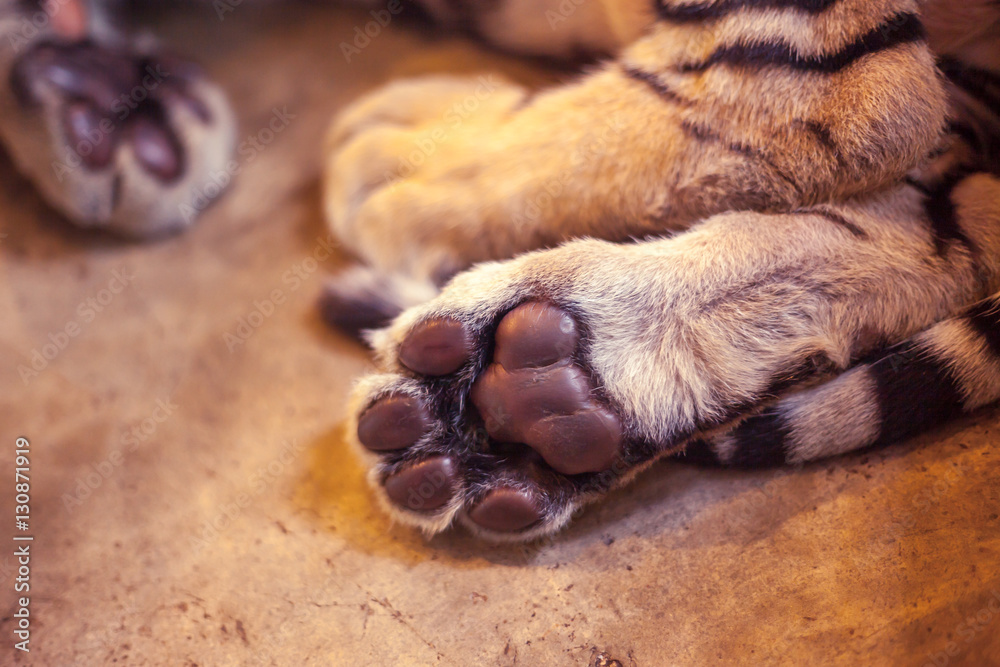 Paw of tiger.