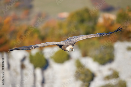 Vulture griffin photo