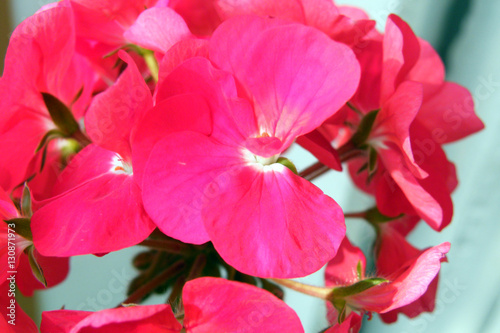 Geranium