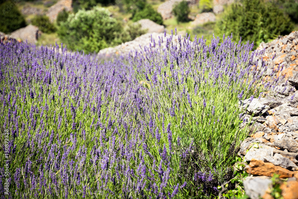 Obraz premium Close up of lavender growing on the stone terraces located on the old road between Hvar Town and Stari Grad on Hvar Island in Croatia.