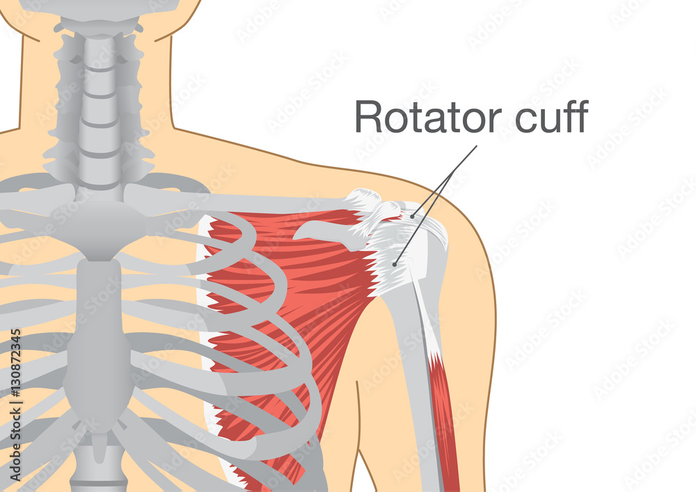 Shoulder Joint Muscles