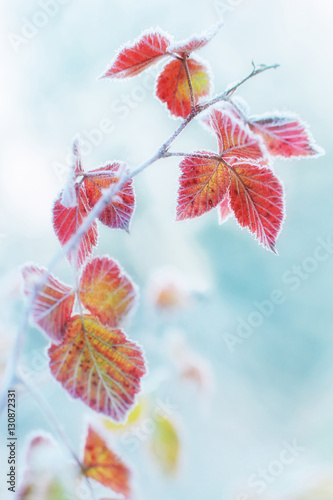 frost on the leaves. - shallow DOF
