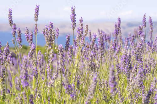 Close up image of lavender which is traditionally grown on terraces on Hvar Island in Croatia  with the blue Adriatic Sea in the background  with soft afternoon light and a shallow depth of field.