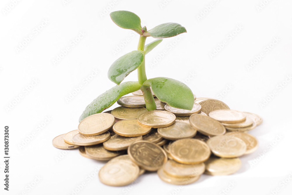 Isolated money tree on white background