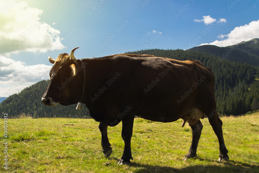 Cow in natural environment eating grass. Sunny day Cow in natural environment eating grass. Sunny day