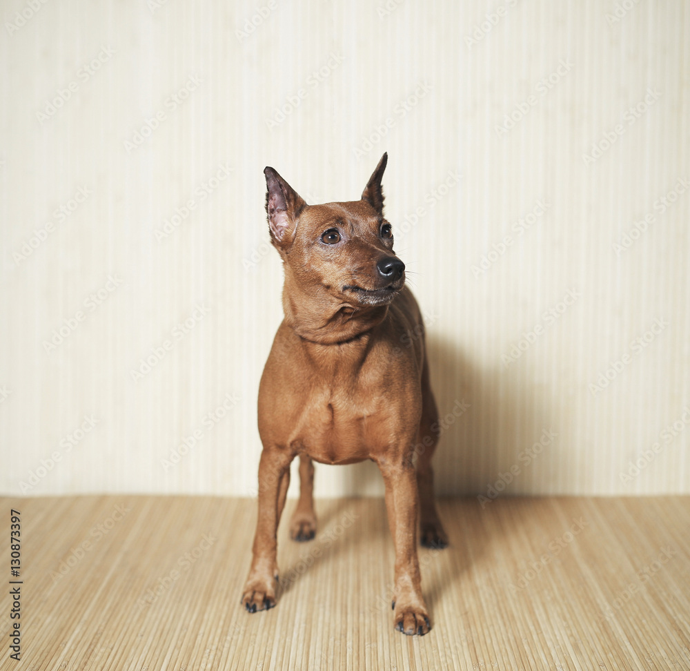 dog breed zwergpinscher standing on the wooden background, view from front
