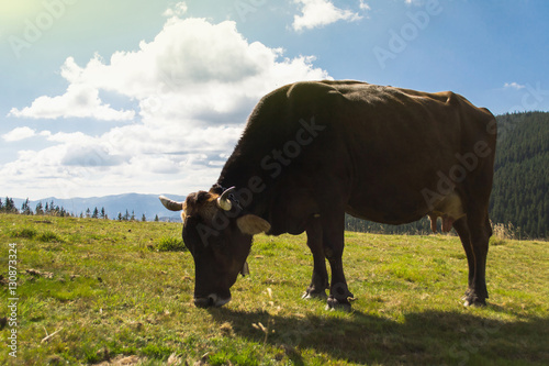 Cow in natural environment eating grass. Sunny day