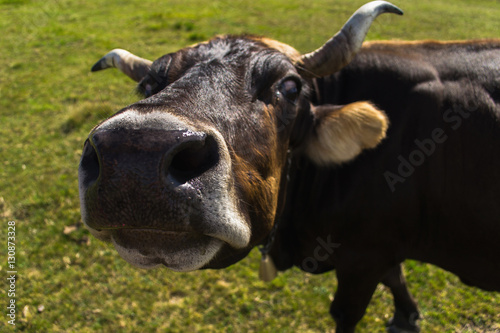 Close up funny shot of cow's face © gorinov