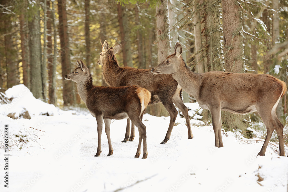 Big and beautiful red deer female during the deer rut in the nature habitat in Czech Republic, european animals, deer rut, deer-park Big and beautiful red deer female during the deer rut in the nature habitat in Czech Republic, european animals, deer rut, deer-park
