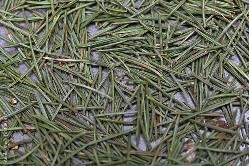 Full frame photo of spruce niddles