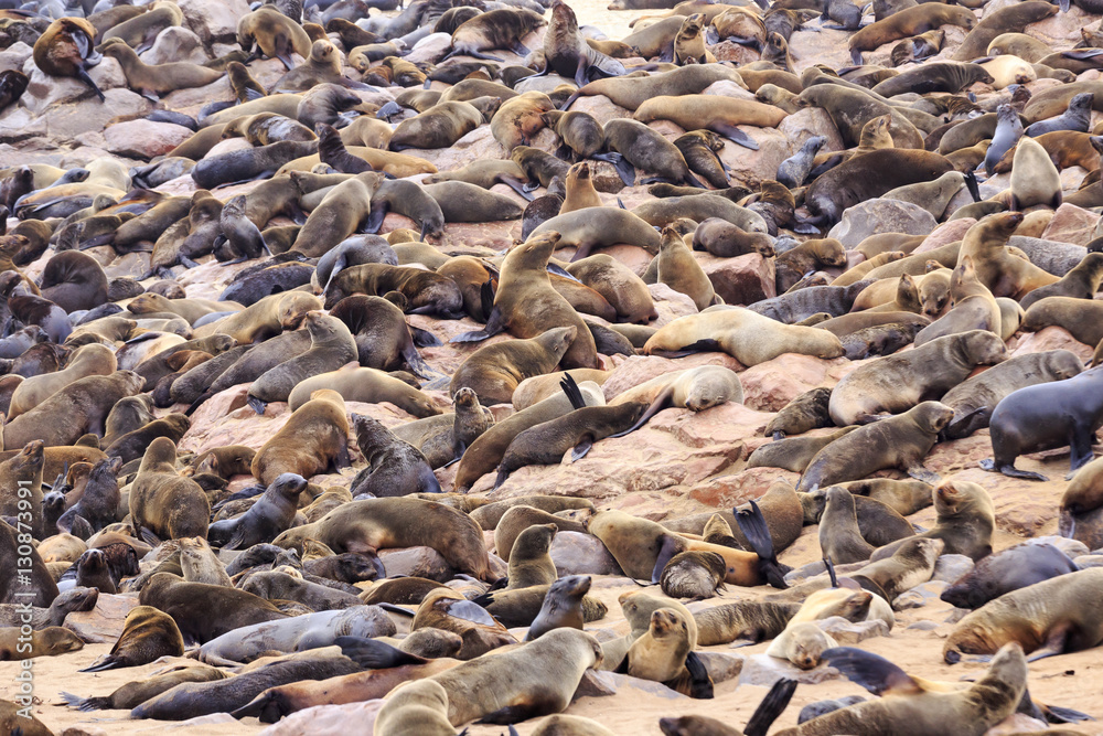 Seals at cape cross Namibia Seals at cape cross Namibia