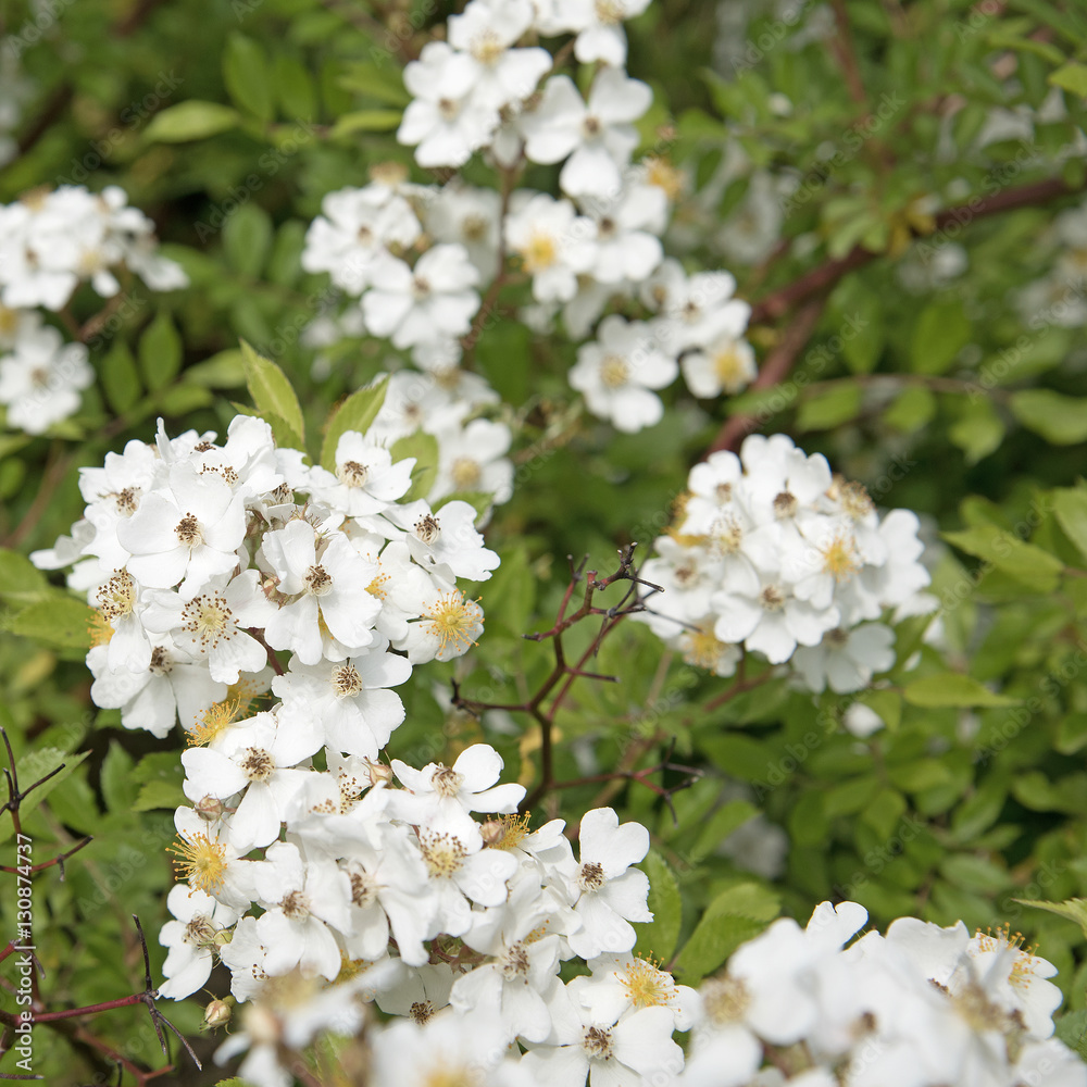 Hagebuttenblüten, Hagebutten, Rosa canina