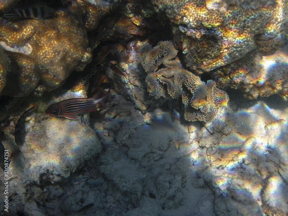 underwater in Hurghada underwater in Hurghada