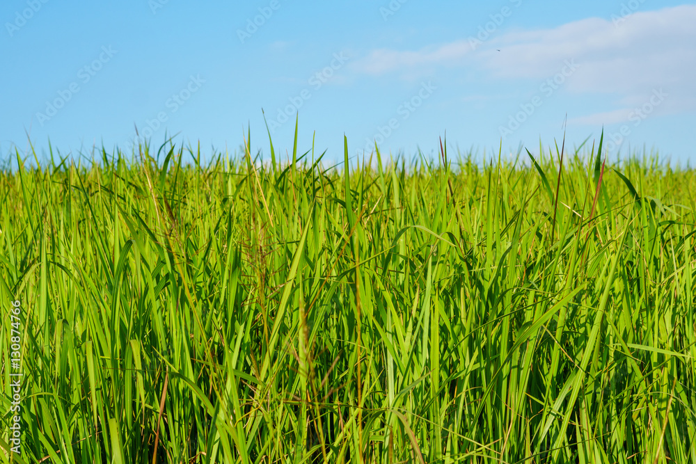 green grass field and bright blue sky green grass field and bright blue sky