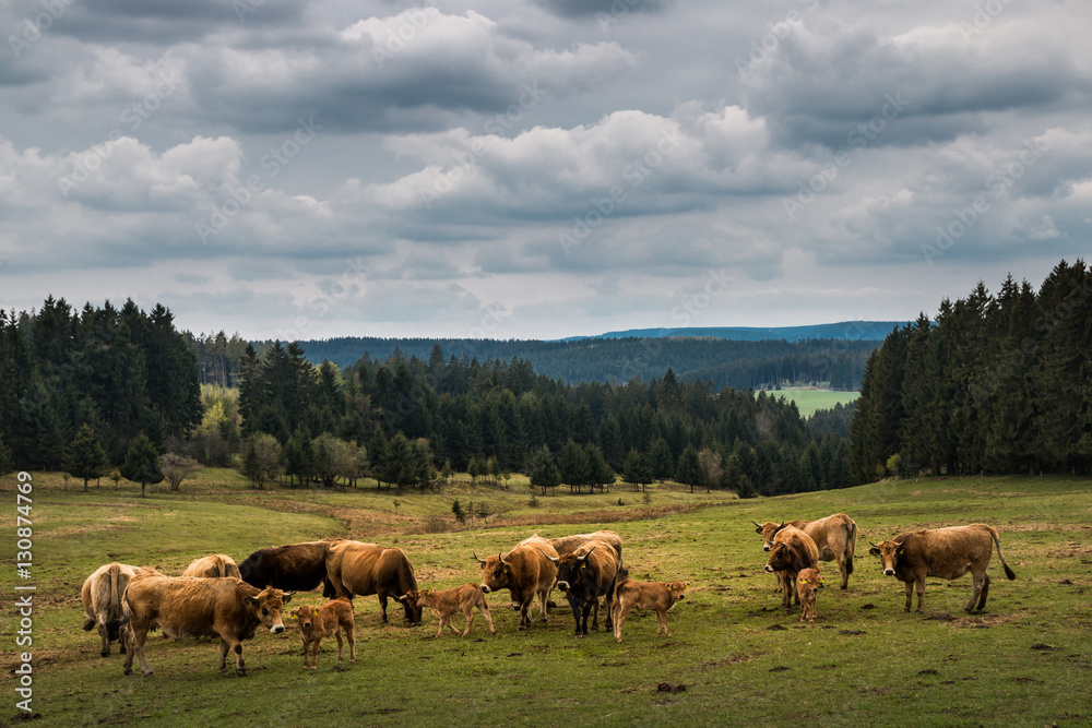 Freilandhaltung von Rindern am Rennsteig in Thüringen
