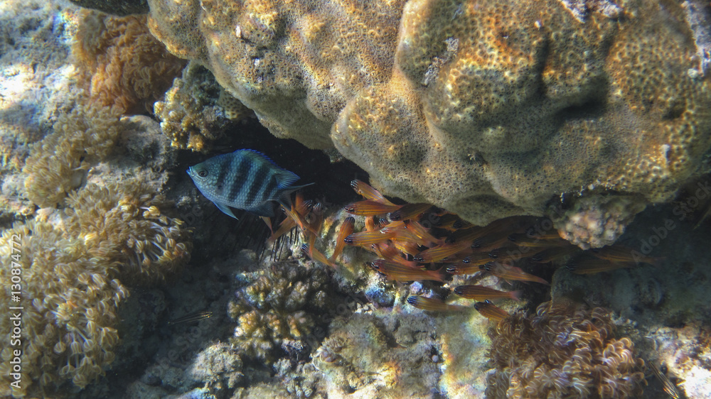 underwater in Hurghada underwater in Hurghada