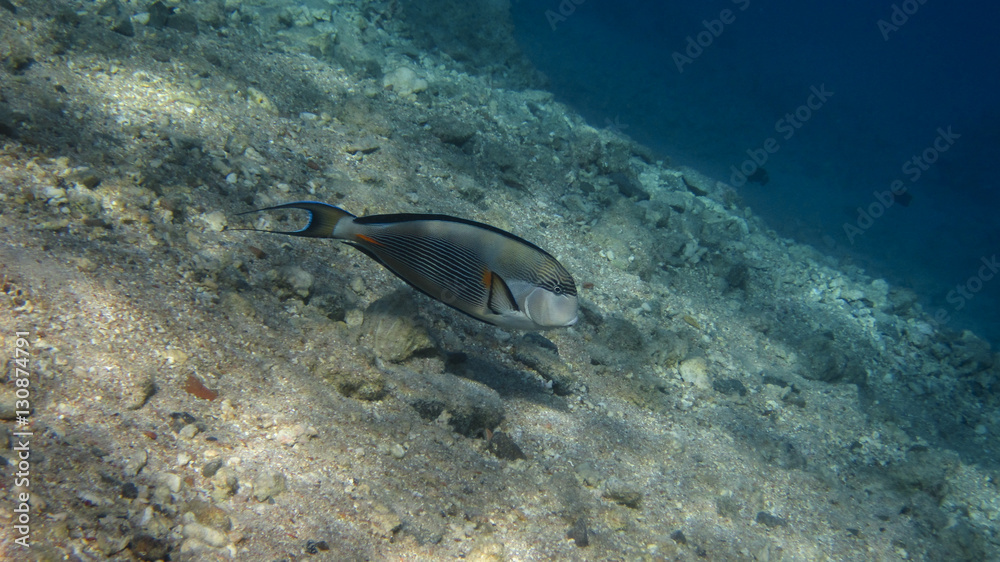 underwater in Hurghada underwater in Hurghada