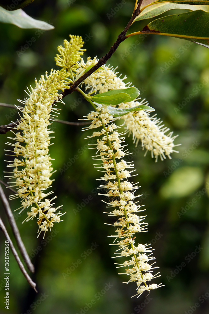 Naklejka premium Macadamia-Nuss (Macadamia tetraphylla)