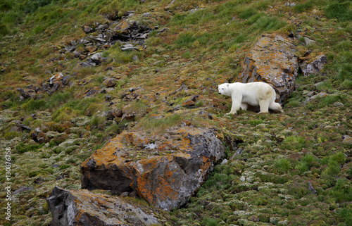 Polar bear in summer Arctic - Franz Josef Land 