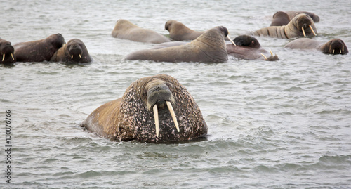 Walrus family in the sea 