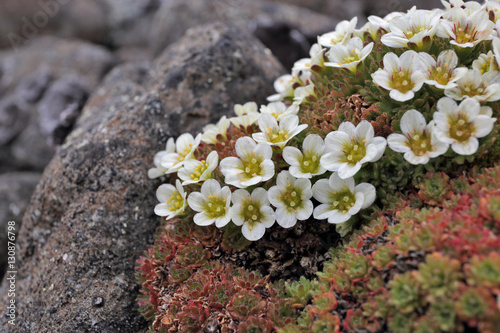 Fototapeta Naklejka Na Ścianę i Meble -  Arctic flowers - Saxifraga cespitosa
