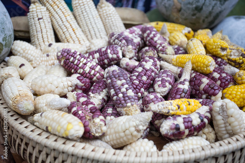 Mix corn in farm, Corn background.