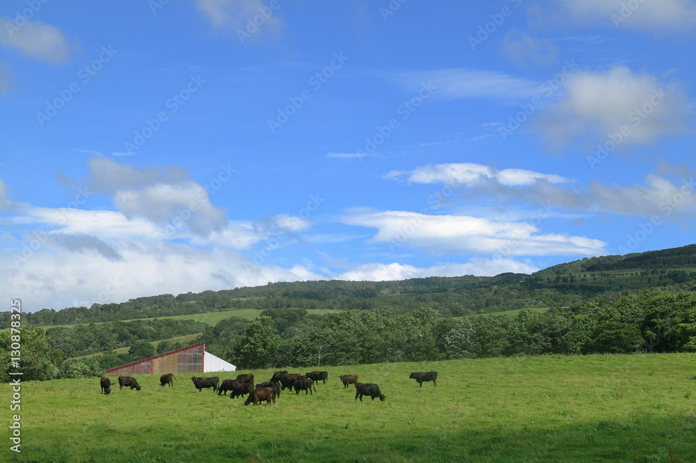 黒毛和牛の牧場