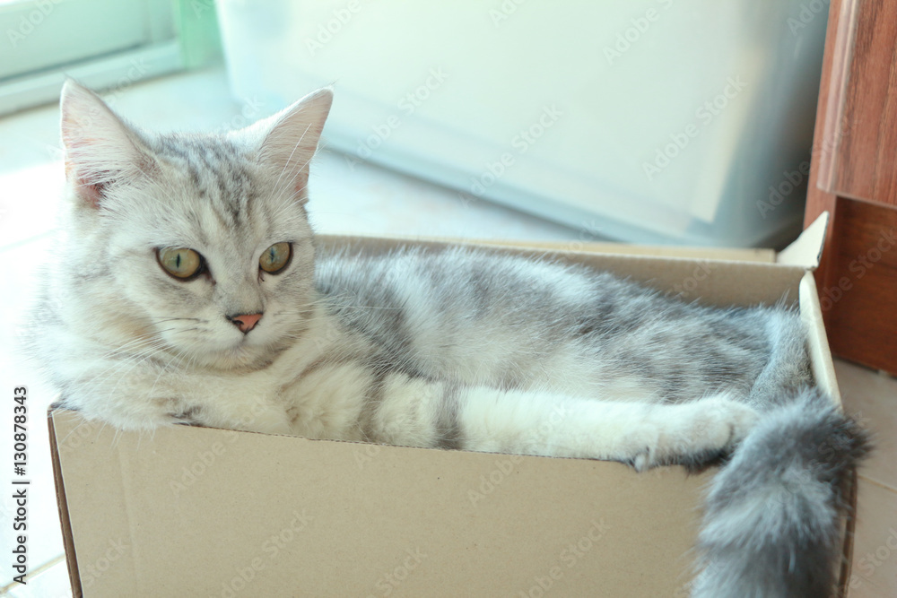 Naklejka Cat in box.