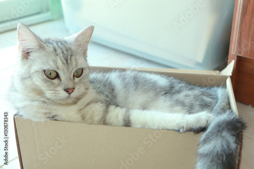 Fototapeta Naklejka Na Ścianę i Meble -  Cat in box.