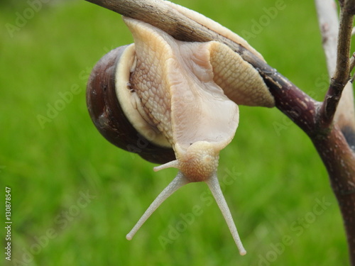 Burgundy snail, Roman snail, edible snail, escargot (Helix pomatia) from a different perspective
