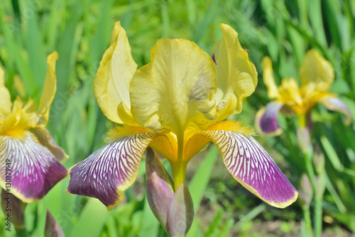 Fototapeta Naklejka Na Ścianę i Meble -  Flower of cultivated iris 7
