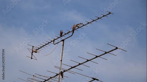 Pegion birds playing on antenna