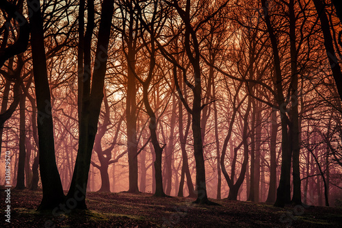 Mystical forest in autumn