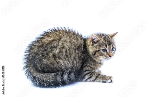 Fototapeta Naklejka Na Ścianę i Meble -  isolated frightened cat 