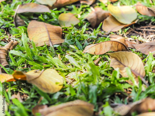 Dry leaves on green grass background
