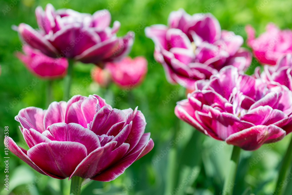 Flowers pink tulips in the garden