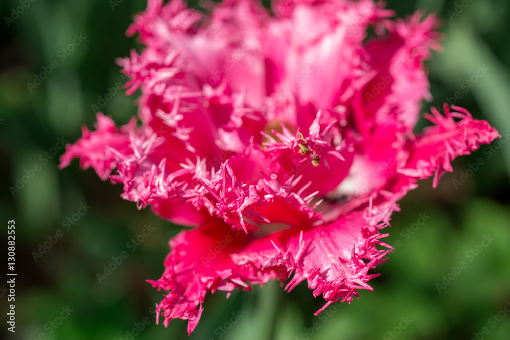 Fototapeta premium Flowers pink tulips in the garden
