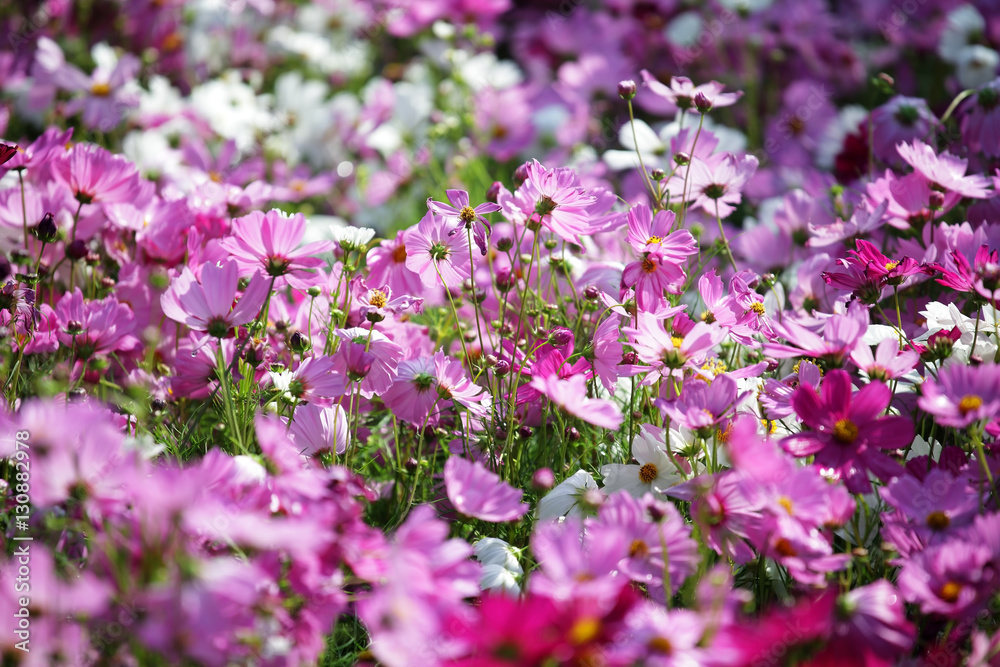garden of colorful cosmos flower as background.