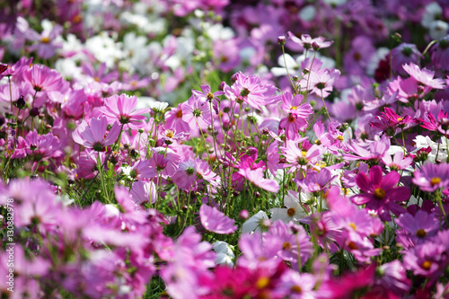 garden of colorful cosmos flower as background.