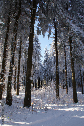 winterlicher Wald
