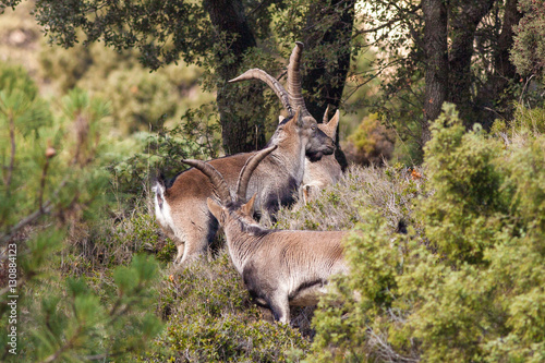 Cabras salvajes