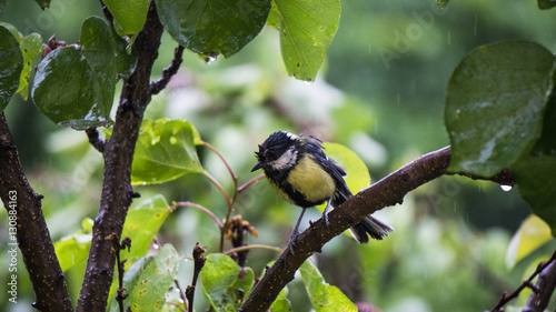 Fotografía bird